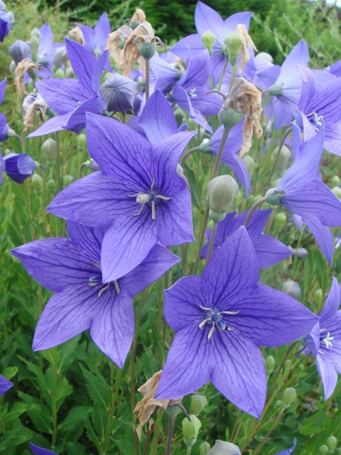 Platycodon grandiflorus fleur